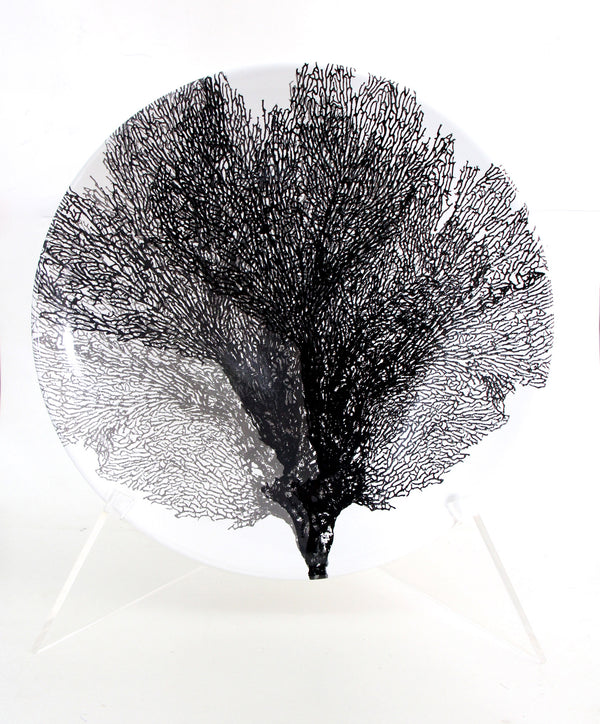Luísa Gonçalves "Coral Frio"